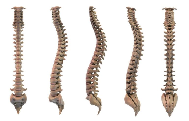 spine-the-backbone-of-good-health-phyworld-best-physiotherapist